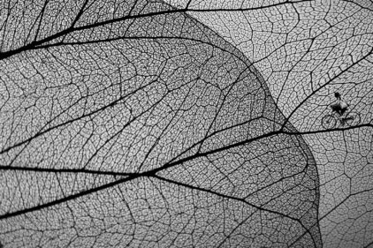 Breathing - Cyclist Riding with Tree Leaf