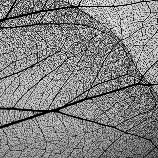 Breathing - Cyclist Riding with Tree Leaf