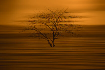 Movement - Dry tree on the lake with sunset