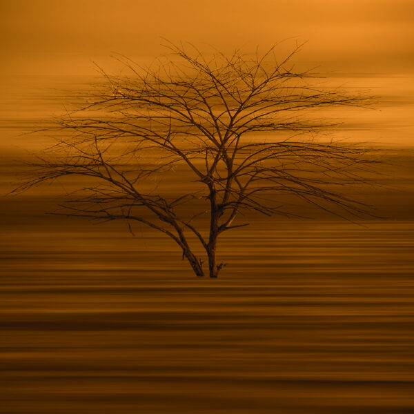 Movement - Dry tree on the lake with sunset