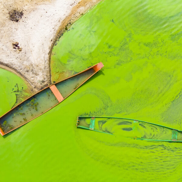 The Green Lake - Lake covered with algae