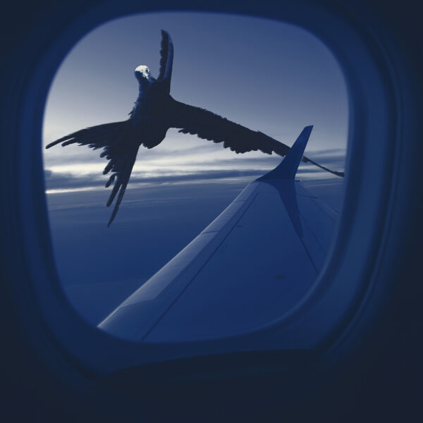 The Observer - Bird through the airplane window